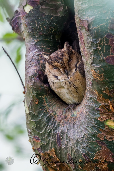 Indian Scops Owl (Otus bakkamoena) (4).jpg