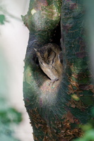 Indian Scops-Owl (Collared Scops-Owl)01 (2)
