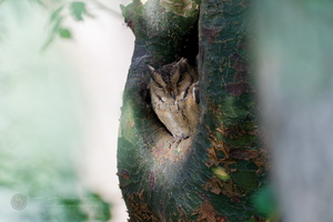 Indian Scops-Owl (Collared Scops-Owl)01 (1)