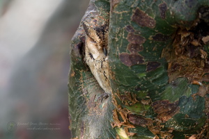 Indian Scops-Owl (Collared Scops-Owl)01 (3)