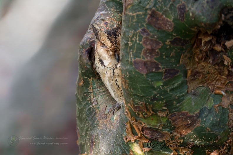 Indian Scops-Owl (Collared Scops-Owl)01 (3).jpg