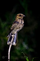 Jerdon's Nightjar (Caprimulgus atripennis)