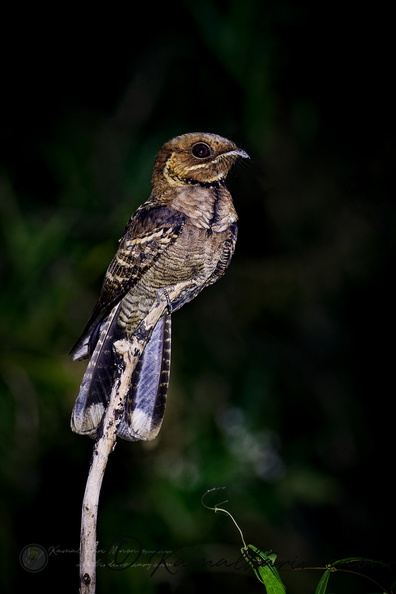 Jerdon's Nightjar (Caprimulgus atripennis).jpg