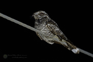 Jungle Nightjar (Caprimulgus indicus)