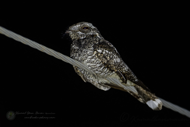 Jungle Nightjar (Caprimulgus indicus).jpg