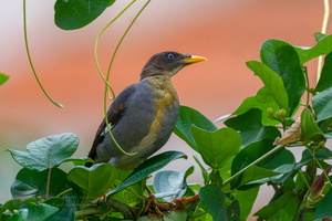 jungle myna (Acridotheres fuscus)