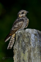 Jungle Nightjar (Caprimulgus indicus) (1)