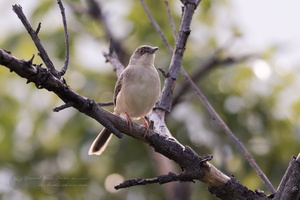 jungle prinia (Prinia sylvatica)