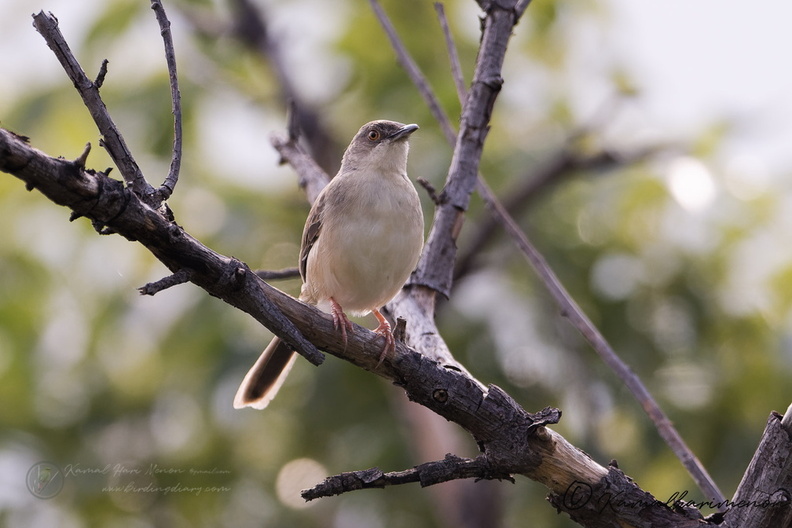 jungle prinia (Prinia sylvatica).jpg