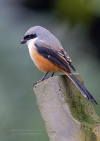 Long-tailed Shrike (Lanius schach) (1)