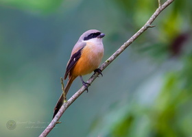 Long-tailed Shrike (Lanius schach) (2)