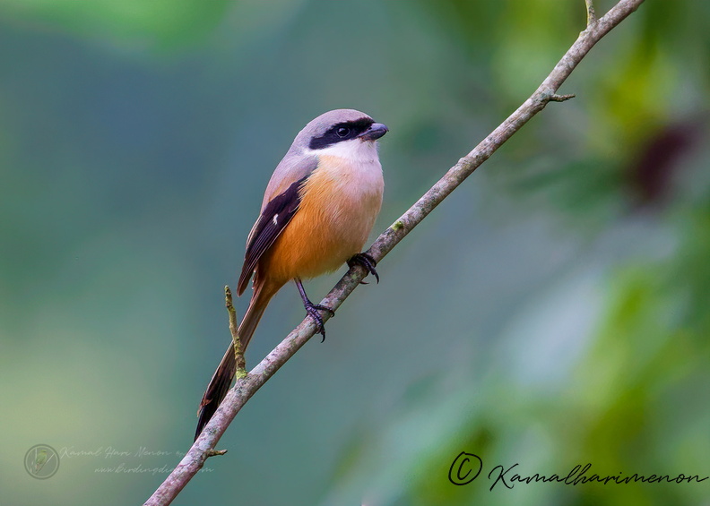 Long-tailed Shrike (Lanius schach) (2).jpg