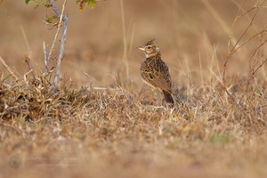 Malabar Lark (Galerida malabarica)