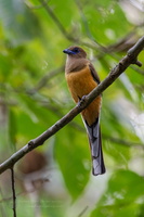 Malabar Trogon (Harpactes fasciatus)