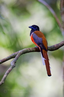 Malabar trogon (Harpactes fasciatus)01