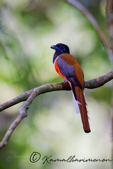 Malabar trogon (Harpactes fasciatus)01.jpg