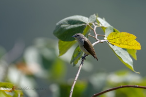 Nilgiri Flowerpecker (Dicaeum concolor)