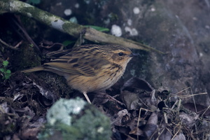 Nilgiri pipit (Anthus nilghiriensis) (1)