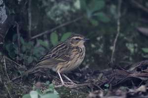 Nilgiri pipit (Anthus nilghiriensis) (2)