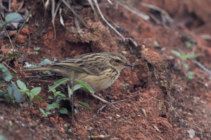 Nilgiri pipit (Anthus nilghiriensis) (3)