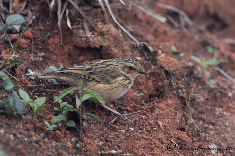 Nilgiri pipit (Anthus nilghiriensis) (3).jpg