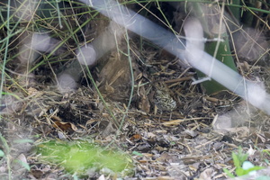 Nilgiri Thrush (Zoothera neilgherriensis)
