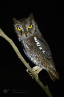 Oriental Scops Owl (Otus sunia) (1)