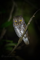 Oriental Scops Owl (Otus sunia)