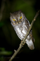 Oriental Scops-owl (Otus sunia)01