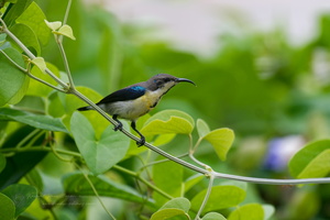 purple sunbird (Cinnyris asiaticus) (3)