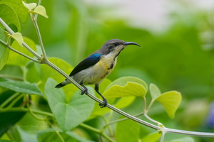 purple sunbird (Cinnyris asiaticus) (2)