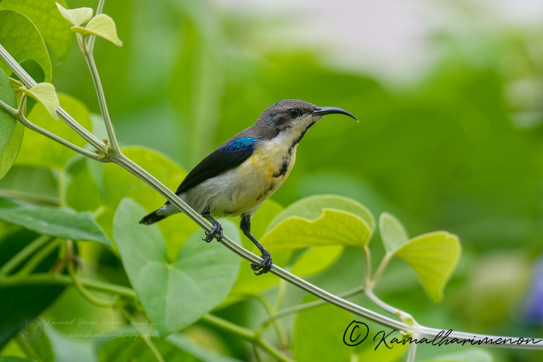 purple sunbird (Cinnyris asiaticus) (2).jpg