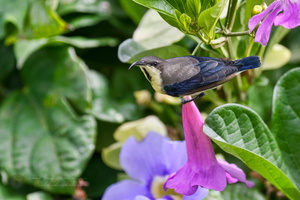 purple sunbird (Cinnyris asiaticus) (1)