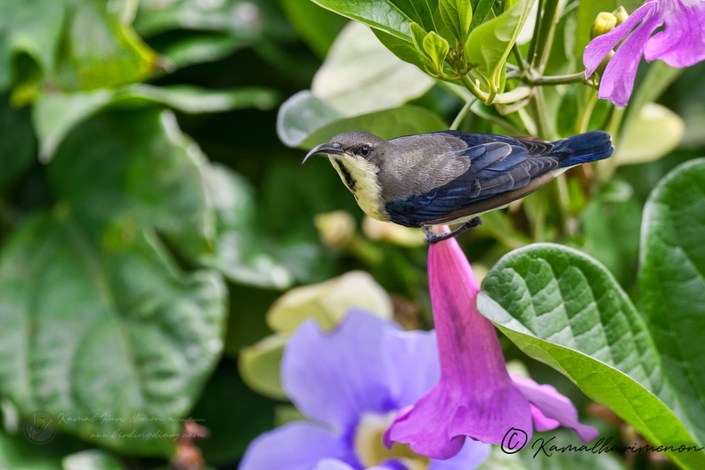 purple sunbird (Cinnyris asiaticus) (1).jpg