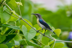 purple sunbird (Cinnyris asiaticus) (4)