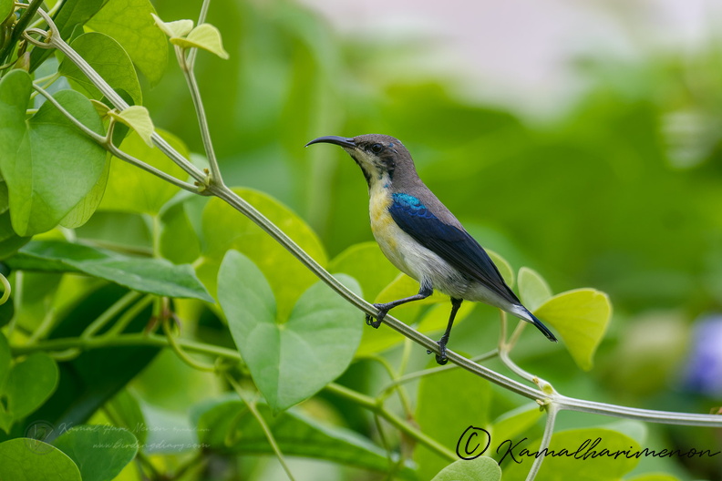 purple sunbird (Cinnyris asiaticus) (4).jpg