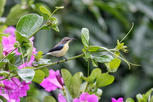 purple sunbird (Cinnyris asiaticus) (5)