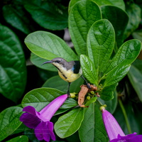 purple sunbird (Cinnyris asiaticus) (6)