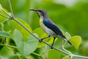 purple sunbird (Cinnyris asiaticus) (7)