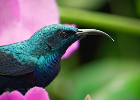Purple Sunbird (Cinnyris asiaticus)-(3)