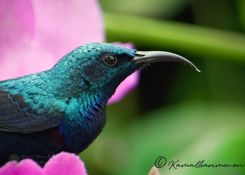 Purple Sunbird (Cinnyris asiaticus)-(3).jpg