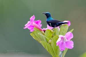 Purple Sunbird (Cinnyris asiaticus)-(2)
