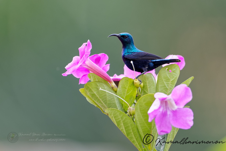 Purple Sunbird (Cinnyris asiaticus)-(2).jpg