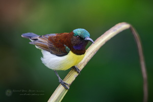 purple-rumped sunbird (Leptocoma zeylonica) (1)