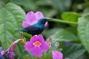 Purple Sunbird (Cinnyris asiaticus)-(4)