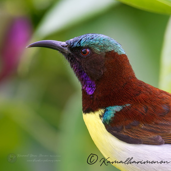 purple-rumped sunbird (Leptocoma zeylonica) (1a).jpg