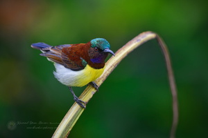 purple-rumped sunbird (Leptocoma zeylonica) (2)
