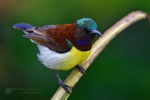 purple-rumped sunbird (Leptocoma zeylonica) (3)