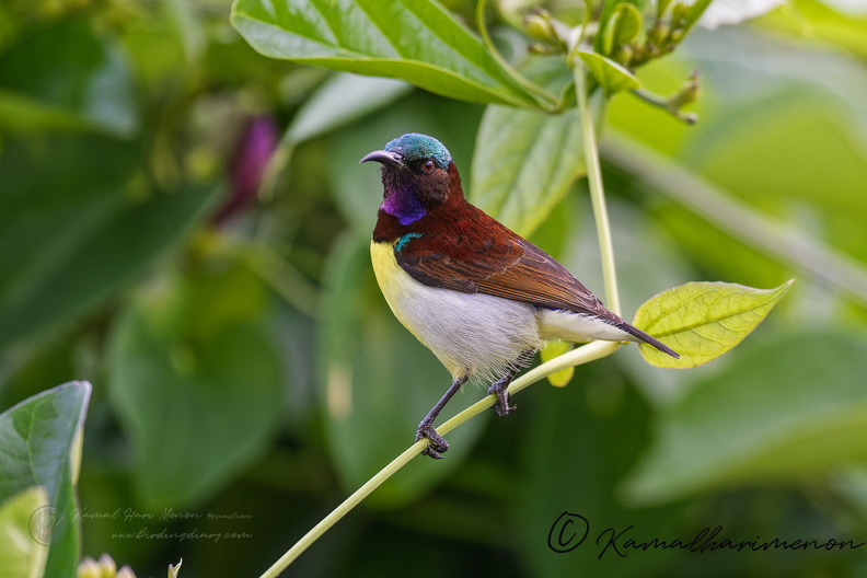 purple-rumped sunbird (Leptocoma zeylonica) (2a).jpg