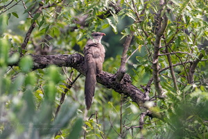 Red-billed Malkoha (Zanclostomus javanicus)